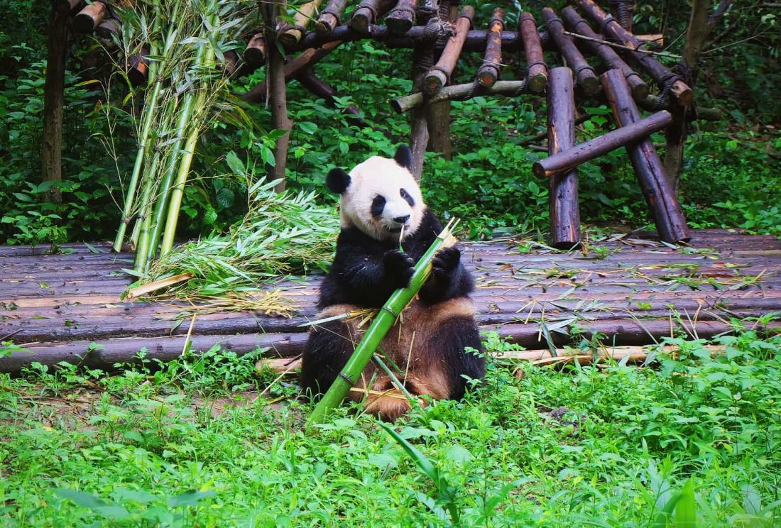 成都大熊猫繁育研究基地